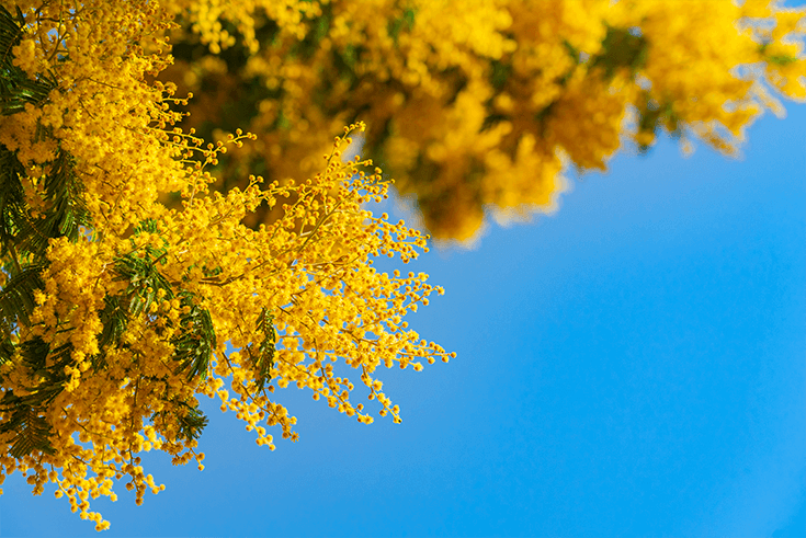 Jenis Tumbuhan Australia Akasia Wattle