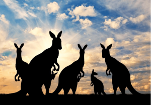 Alasan Kangaroo Island Membuat Kamu Terpesona