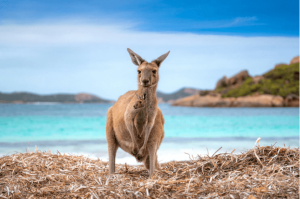 Panduan Untuk Kangaroo Island